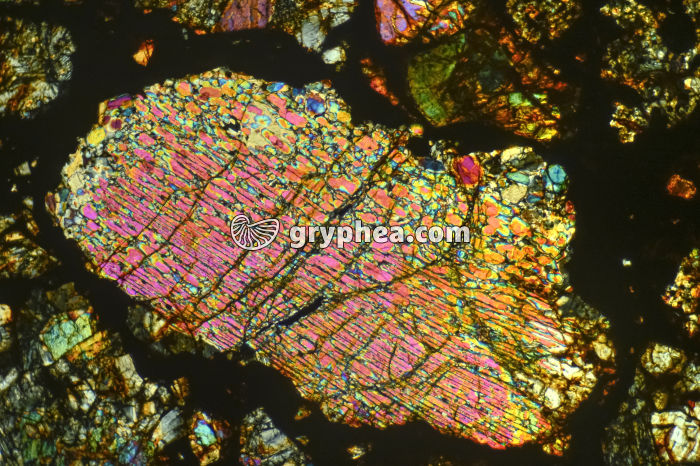 Météorite LPA x16 - gryphea.com